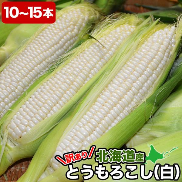 2026年収穫予約 とうもろこし 白粒　訳あり 10〜15本前後 北海道産 とうきび わけあり 訳有...