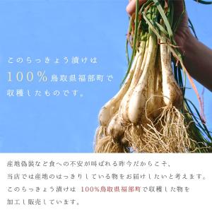 砂丘らっきょう漬け 鳥取県福部町産 ギフト向け...の詳細画像4
