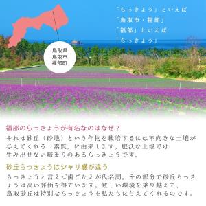 砂丘らっきょう漬け 鳥取県福部町産 選べる3パ...の詳細画像5