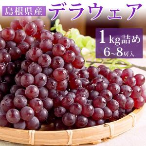 桑本農園のデラウェア1キロ詰（6〜8房入/L〜2Lサイズ） 島根県産 送料無料（北海道・沖縄を除く）｜toretatehonpo