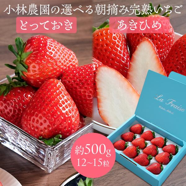 いちご とっておき 章姫（あきひめ） 小林農園の選べる朝摘み完熟いちご 約500g（12〜15粒） ...