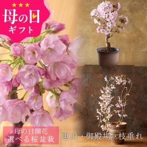 母の日 2018 mother's Day プレゼント 花 ...