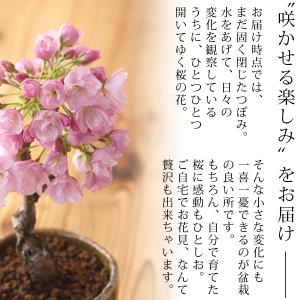 母の日 ギフト プレゼント 花 2026 40...の詳細画像2