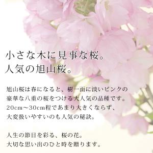 母の日 ギフト プレゼント 花 2026 40...の詳細画像4