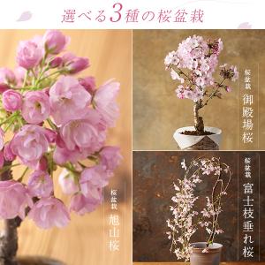 母の日 ギフト プレゼント 花 2026 40...の詳細画像3
