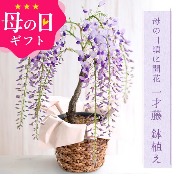 母の日 ギフト プレゼント 花 2025 40代 50代 60代 70代 80代 90代   一才藤...