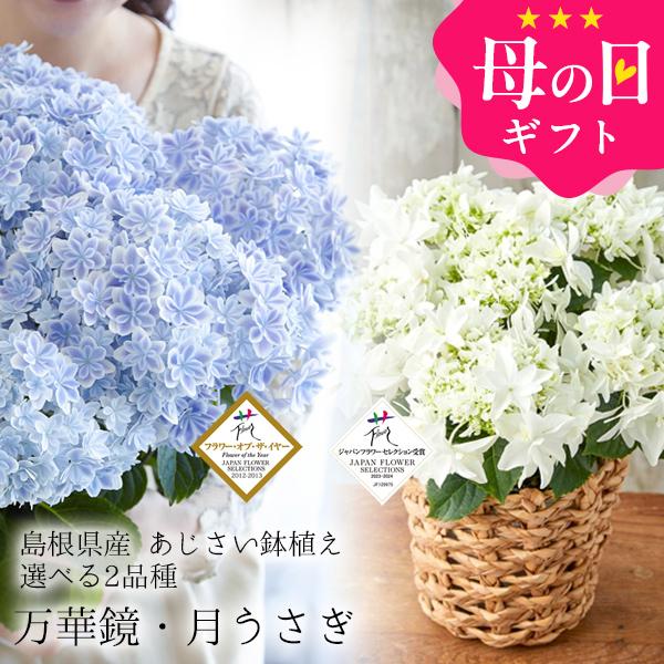 母の日 ギフト プレゼント 花 2025 アジサイ 40代 50代 60代 70代 80代 90代 ...
