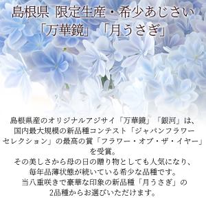 母の日 ギフト プレゼント 花 2026アジサ...の詳細画像1