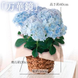 母の日 ギフト プレゼント 花 2026アジサ...の詳細画像2