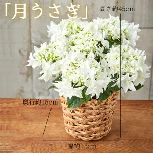母の日 ギフト プレゼント 花 2026アジサ...の詳細画像3
