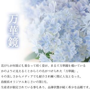 母の日 ギフト プレゼント 花 2026アジサ...の詳細画像5