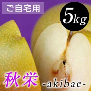 梨 訳あり 秋栄（あきばえ）梨 5kg詰（16玉前後入） 鳥取県産 なし ご自宅用 二十世紀梨と幸水の掛け合わせ 送料無料