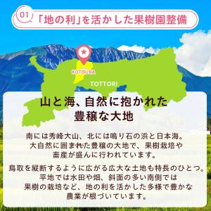 梨 光センサー糖度13度以上保証 新甘泉(しん...の詳細画像5