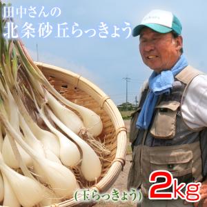 鳥取県産特別栽培 田中さんの北条砂丘らっきょう2kg（根付き土付き 玉らっきょう 国産） 送料無料