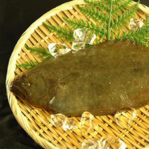 山陰沖産 天然ヒラメ（平目)約3kg