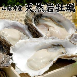 山陰沖産 天然岩牡蠣1kgセット（5個前後入） （北海道・沖縄を除く）