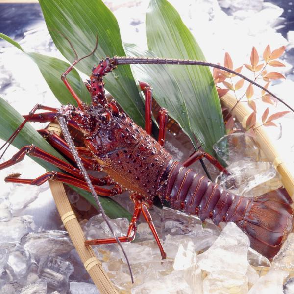 和歌山県産他　活け伊勢海老（イセエビ）1尾（約1kg）　加熱調理用<br>送料無料　※一部地域お届け...