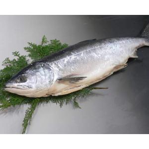 北海道産　時鮭（ときしらず）[中辛]（1尾約2.0kg）　　