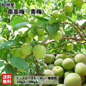 紀州産南高梅　青梅　Lサイズ　約5kg　ご家庭用、梅干・梅酒・梅ジュース用　※雹被害の影響により傷が有ります　※一部地域お届け不可商品