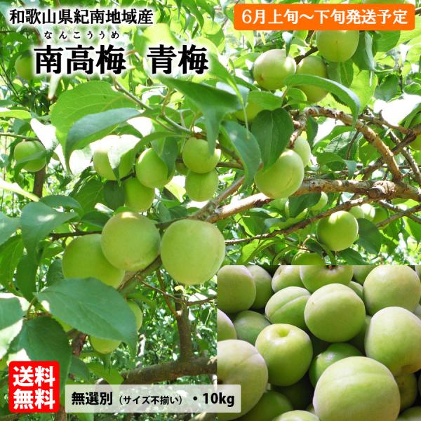 送料無料　予約販売　紀州産　南高梅　青梅　無選別（サイズ不揃い）※多少傷有り　約10kg　梅干・梅酒...
