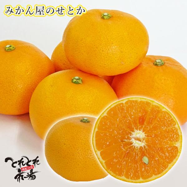 ご自宅用　みかん屋のせとか（約5kg）L〜2Lサイズ　※多少傷有り　送料無料　※北海道・沖縄県へはお...