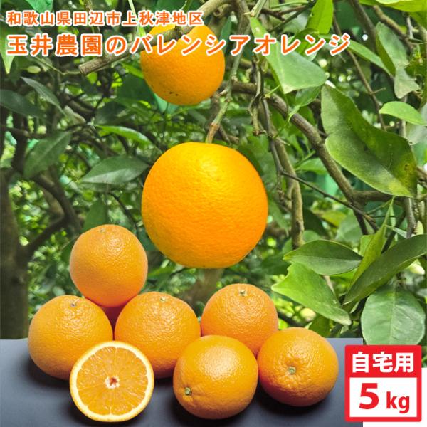 予約販売　7月上旬〜下旬の発送　玉井農園のバレンシアオレンジ（約5kg）自宅用　送料無料　※北海道・...