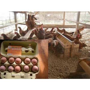 　土佐ジロー卵 自然卵　有精卵　30個入り