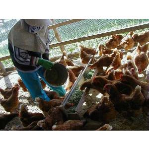 平飼いもみじ卵 自然卵 50個入りの詳細画像3