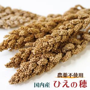 CAP! 鳥の餌 賞味期限2024/4/30農薬不使用 ひえの穂 100g 2022年産