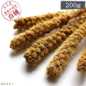 CAP! 鳥の餌 賞味期限2023/8/31 農薬不使用栽培白粟の穂