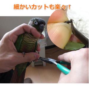 小鳥用ツメ切り(インコ・オウム用爪切り) ・小...の詳細画像1