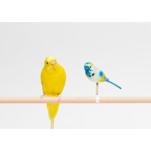 インコのおもちゃ 起き上がりこぼし（P−1742） : とりっぴー小鳥