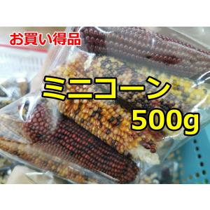 訳あり大容量　インディアンコーン（ミニコーン）　500gパック　鳥(インコ、オウム)、うさぎなどの小動物に　おやつ・おもちゃ｜torippie