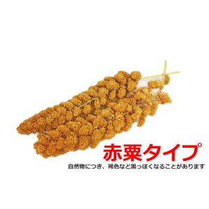 国産 無農薬栽培 赤あわの穂 80g 赤色タイ...の詳細画像1