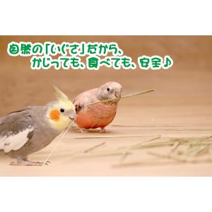 インコのおもちゃ Grass toy 無染土い...の詳細画像1