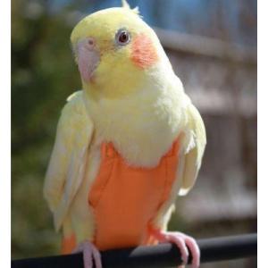 AVIAN FASHIONS　フライトスーツ各種　インコ・オウムの服 | 放鳥時の糞対策、お散歩に