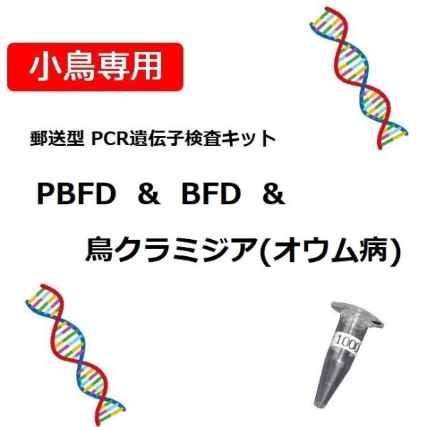 【PCR法遺伝子検査】小鳥の遺伝子検査キット　BFD[APV] + PBFD + 鳥クラミジア(オウ...