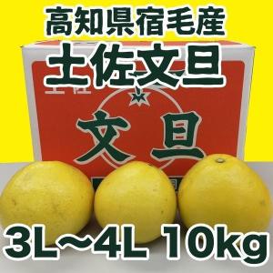 高知県宿毛産 露地 土佐文旦 3L or 4L  約10kg