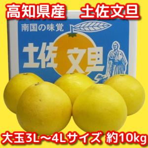 まる ご家庭用　高知特産土佐文旦　 4L〜3Lサイズ約10㎏2箱 ご家庭用 ご贈答用に最適】高知県産 土佐文旦(ぶんたん) マル浦 大玉