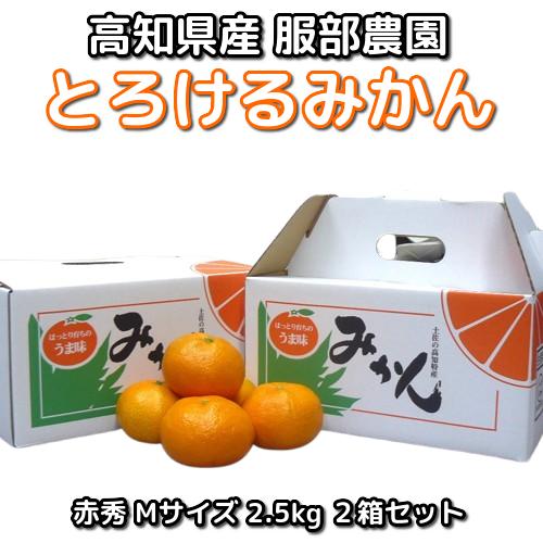 【ご贈答用にも最適】高知県産 服部農園 とろけるみかん 秀品 赤 S〜Mサイズ 2.5kg×２箱セッ...