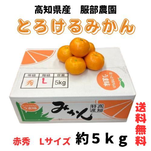 高知県産 服部農園 とろけるみかん 赤秀 L サイズ　約５kg