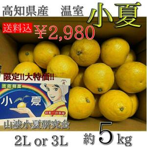 ご家庭用 高知県産 温室 小夏 2L or 3L 約5kg こなつ 日向夏 ニューサマーオレンジ 【限定!!大特価】