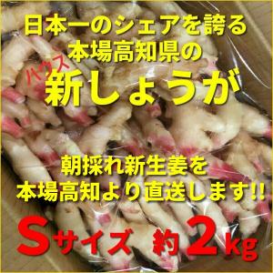 高知県特産 ハウス新生姜(新しょうが) Sサイズ 約2kg｜tosa-umaimon