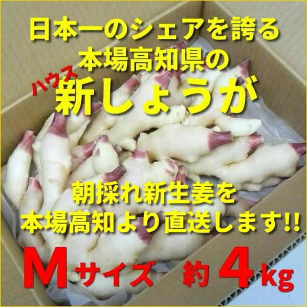高知県特産 ハウス新生姜(新しょうが) Mサイズ 約4kg