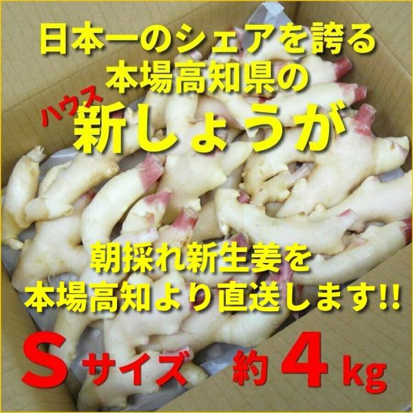 高知県特産 ハウス新生姜(新しょうが) Sサイズ 約4kg