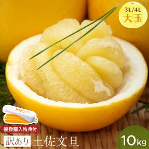 高知産 土佐文旦 袋入り 大玉4−3Lサイズ 約10kg 訳あり 高知産 土佐文旦 袋入り 大玉4−3Lサイズ 約10kg 訳あり