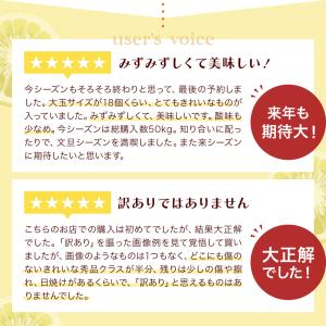 送料無料 大玉 土佐 文旦 訳あり 土佐文旦(...の詳細画像2