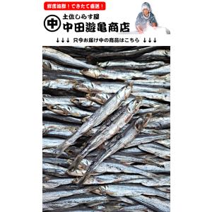土佐名物ほたれ丸干し（カタクチイワシ丸干し）※只今のサイズ13cmほど