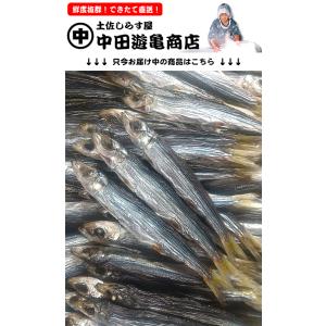 土佐名物ほたれ丸干し（カタクチイワシ丸干し）※只今のサイズ12cmほど