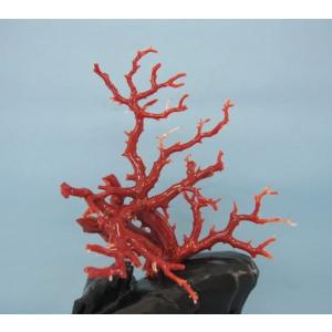 サンゴ原木 約22cm 楽天市場】高知沖産白珊瑚の原木 （2個セット・165g）天然